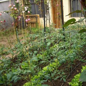 Organic Cultivation- A Boon for Small Farmers